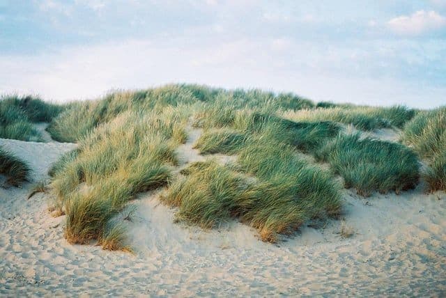 Dunes et oyats, côte atlantique